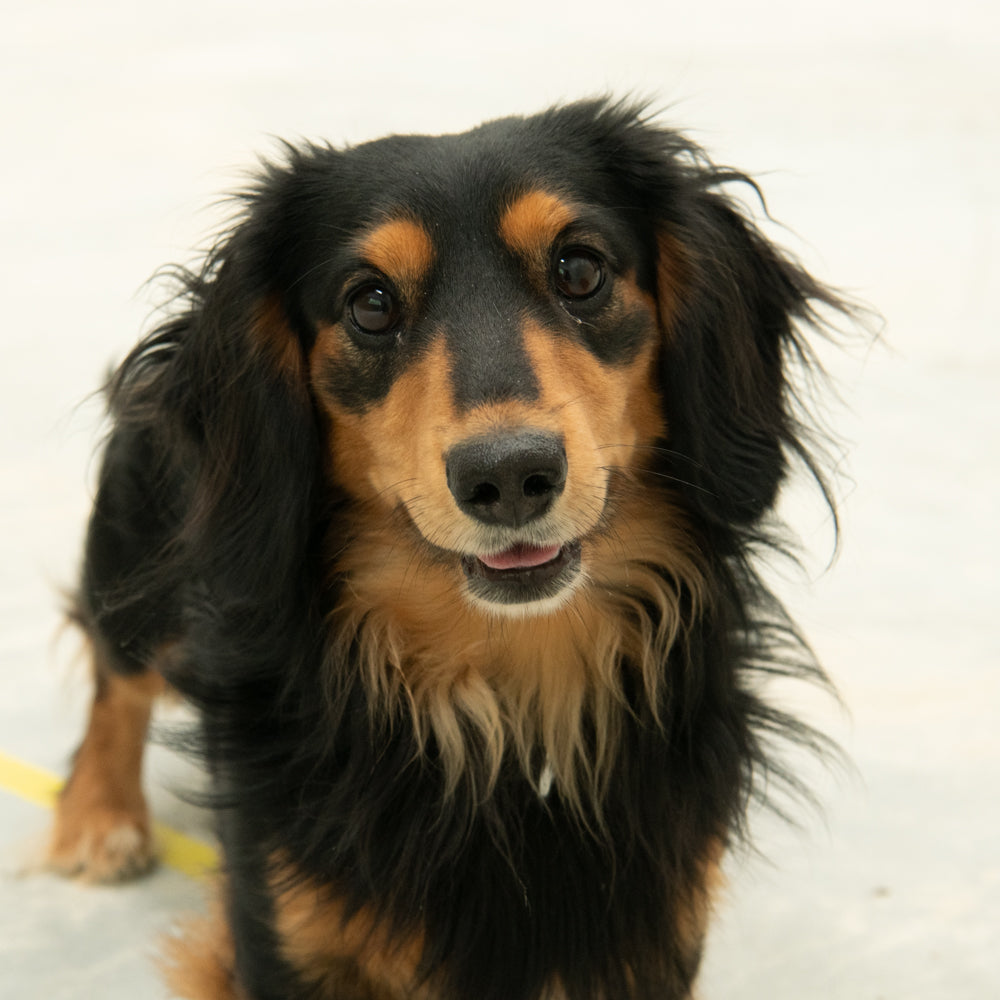 Rocket Dog Arthur at HQ