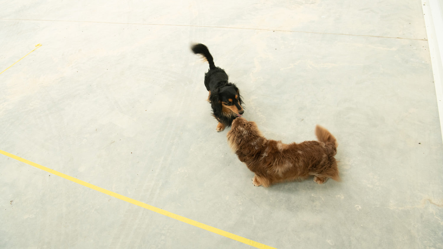Oscar and Arthur | Sausage Dogs | Fulfilment Centre Mascots | Co Founders Pets at the Fulfilment Centre